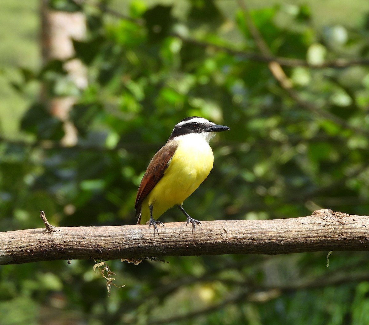 Great Kiskadee - ML612373955