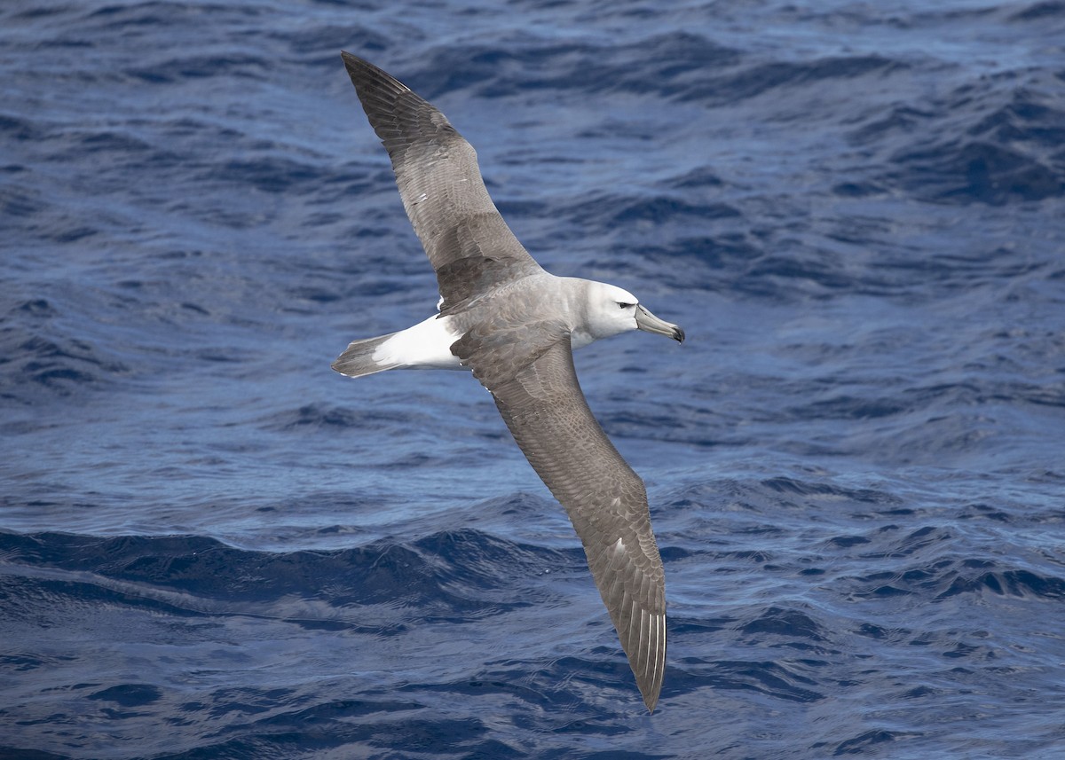 White-capped Albatross - Daniel Mantle