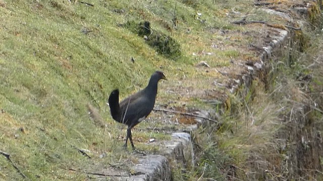 Tasmanian Nativehen - ML612374068