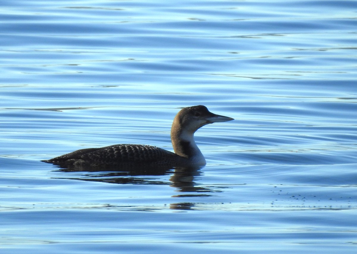 Common Loon - ML612374113