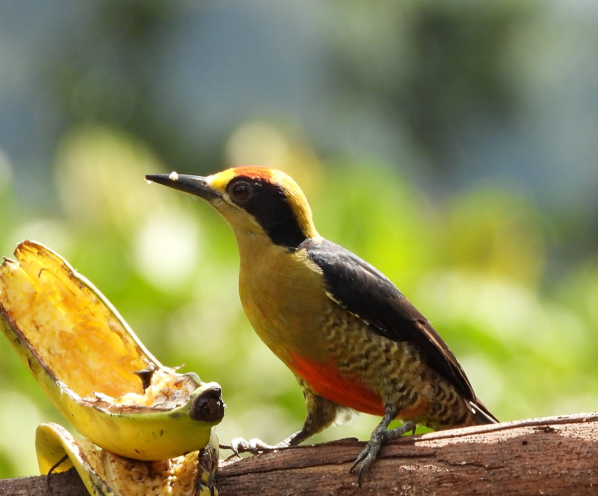 Golden-naped Woodpecker - ML612374203