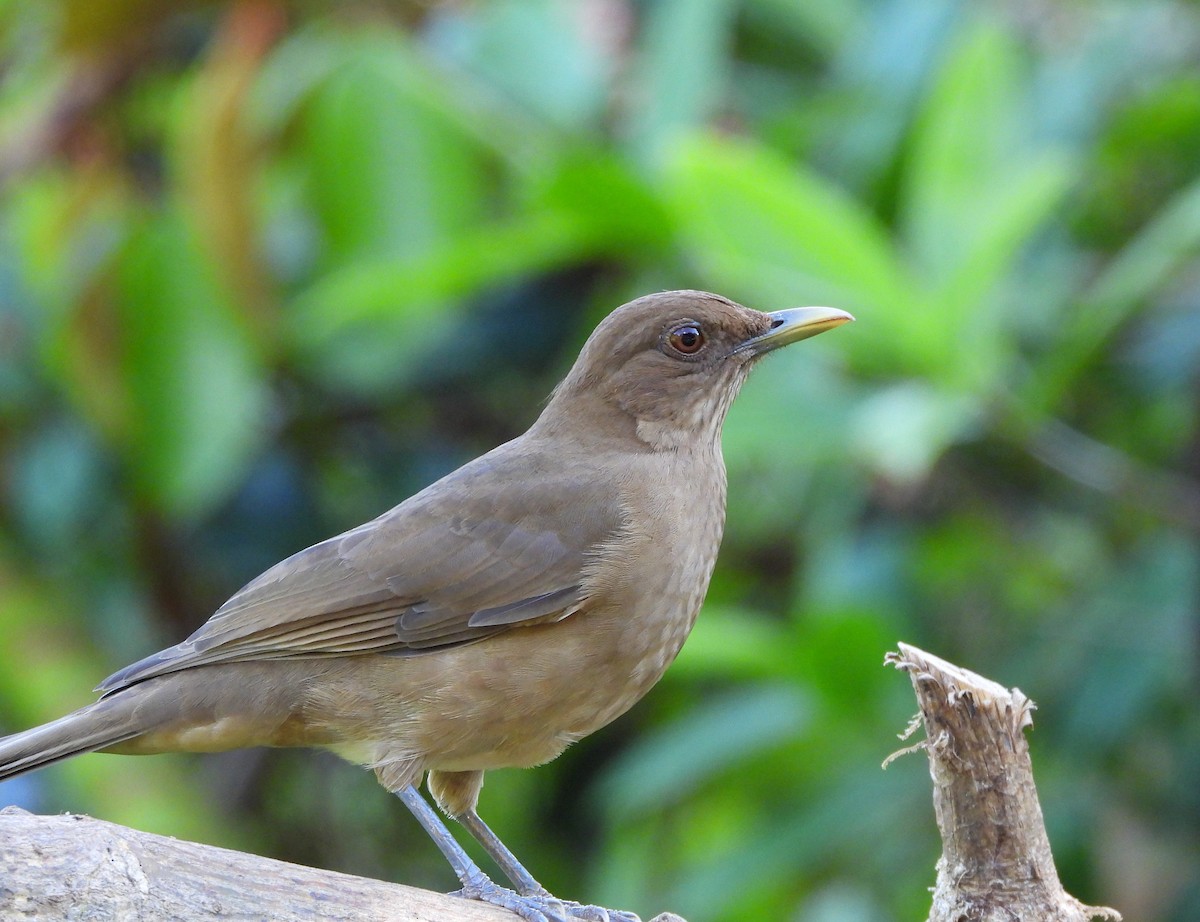 Clay-colored Thrush - ML612374217