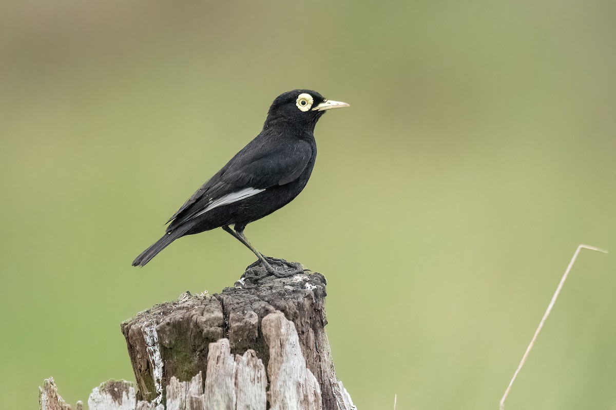 Spectacled Tyrant - ML612374240