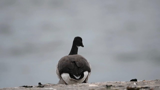 Brant (Atlantic) - ML612374289