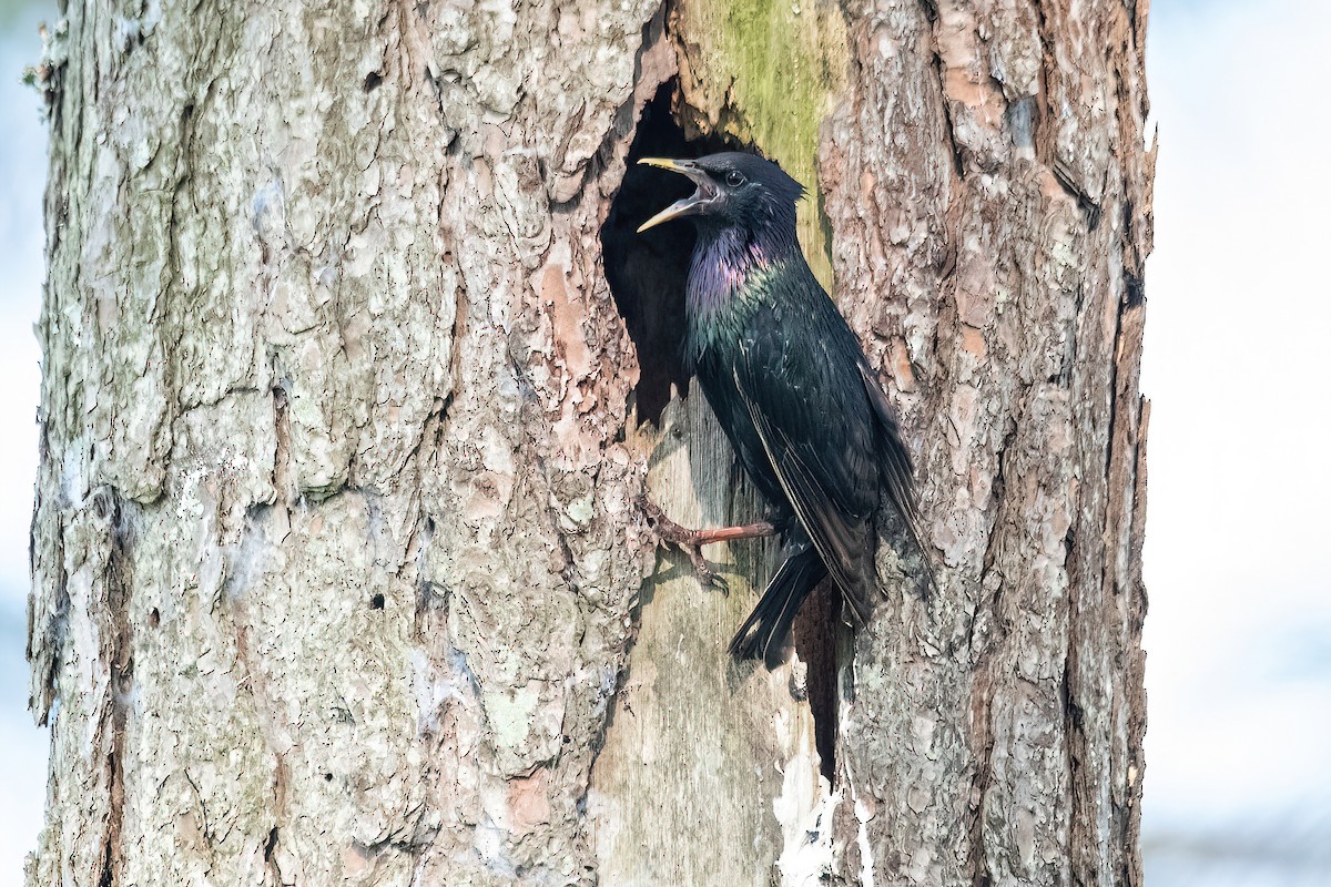 European Starling - Raphael Kurz -  Aves do Sul