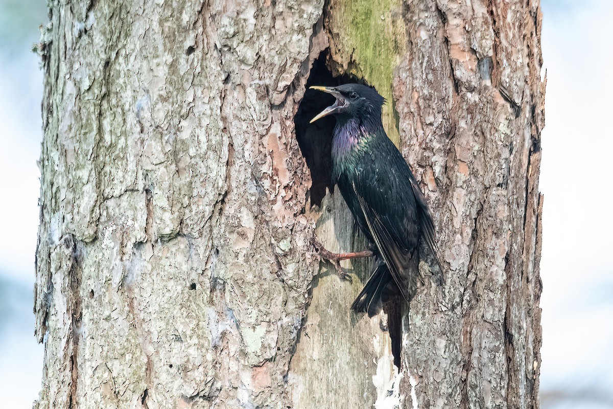 European Starling - Raphael Kurz -  Aves do Sul