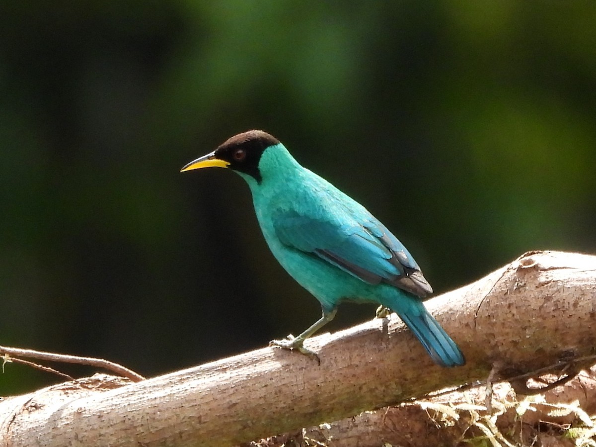 Green Honeycreeper - ML612374353