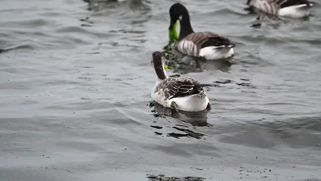 Snow Goose x Brant (hybrid) - ML612374356