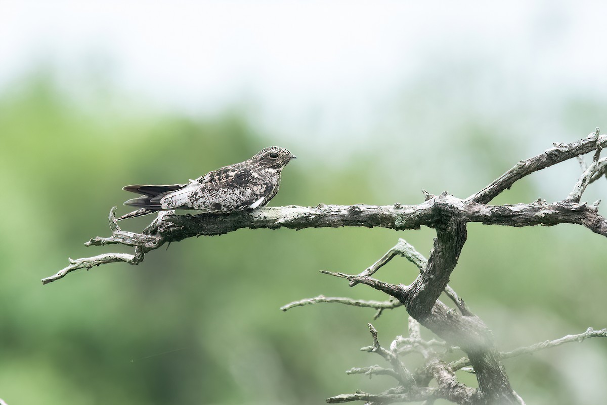 Common Nighthawk - Raphael Kurz -  Aves do Sul