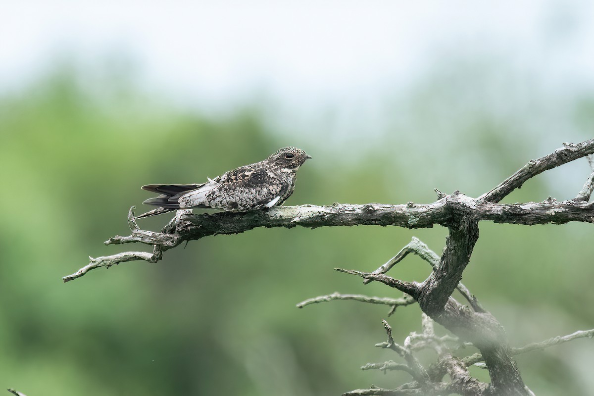 Common Nighthawk - Raphael Kurz -  Aves do Sul