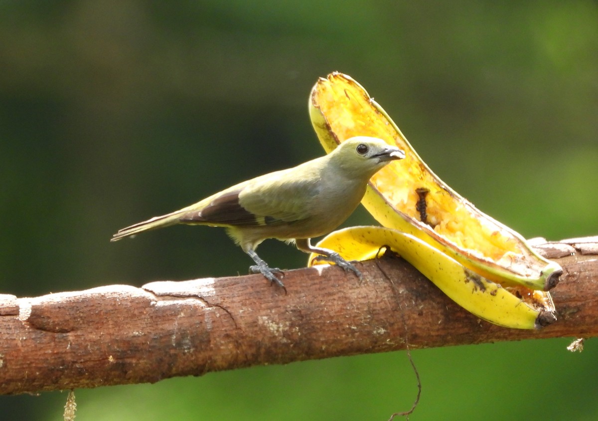 Palm Tanager - ML612374389