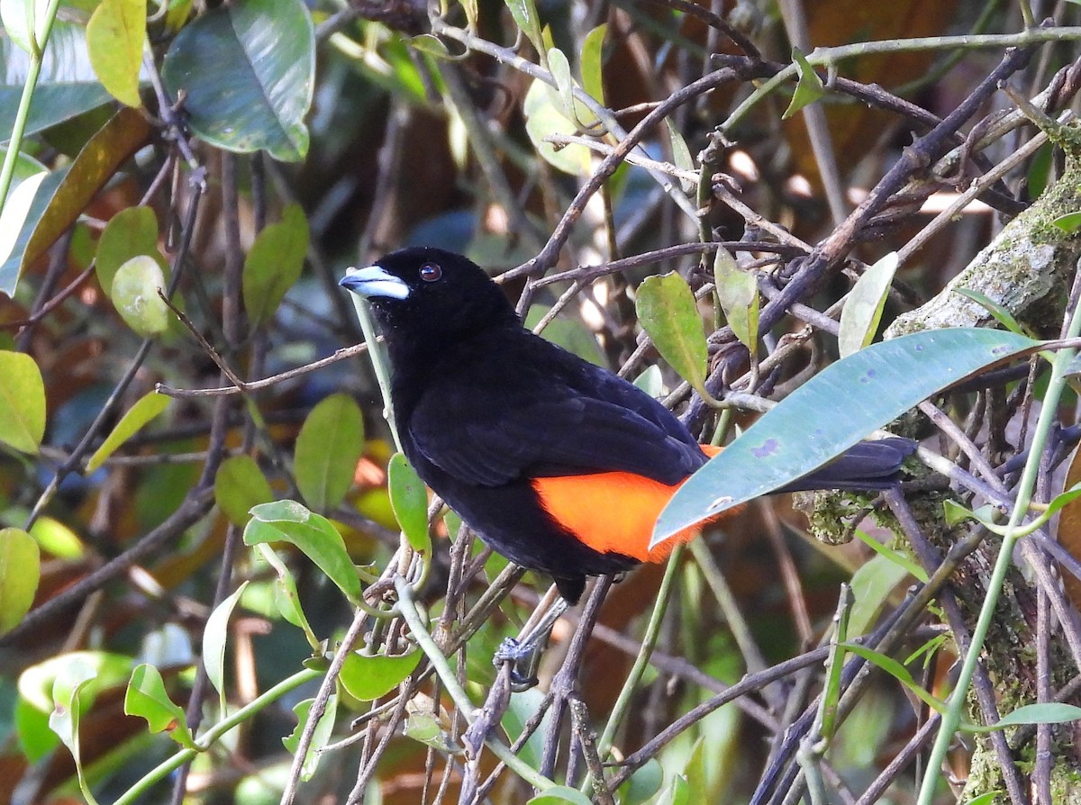 Scarlet-rumped Tanager - ML612374511