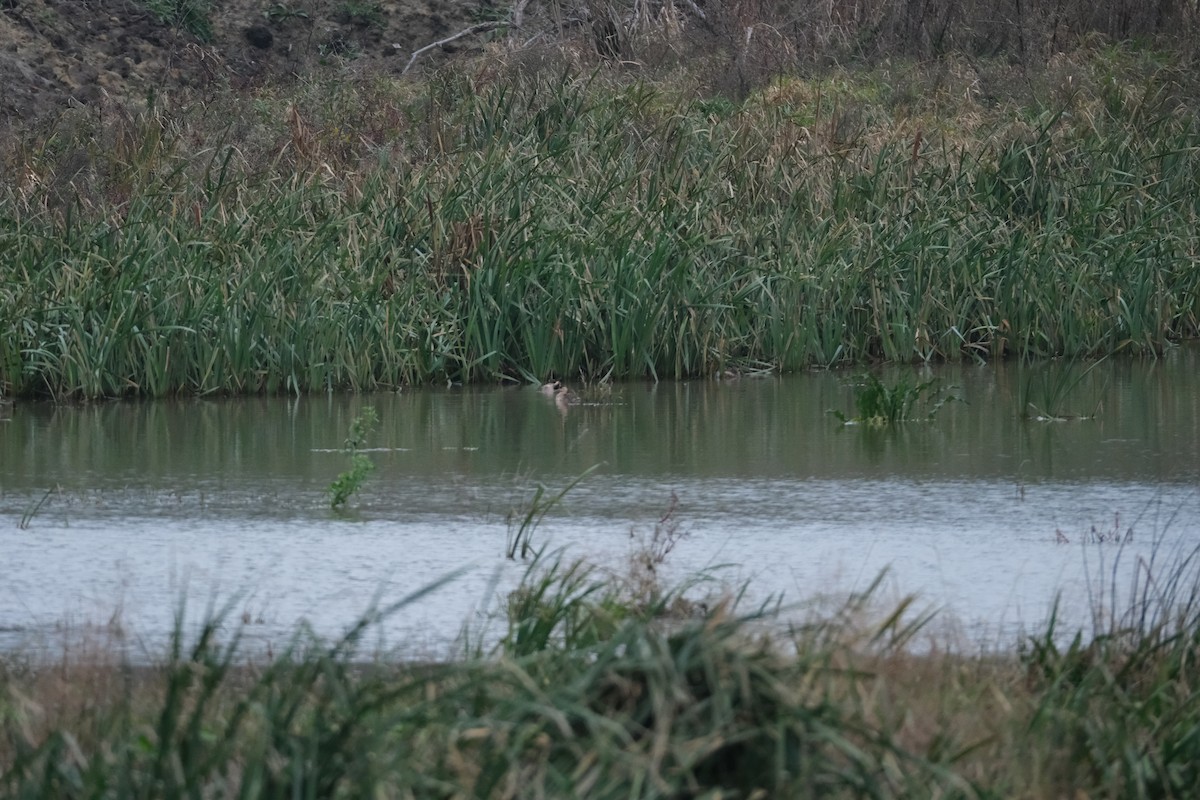 Little Grebe - ML612374536