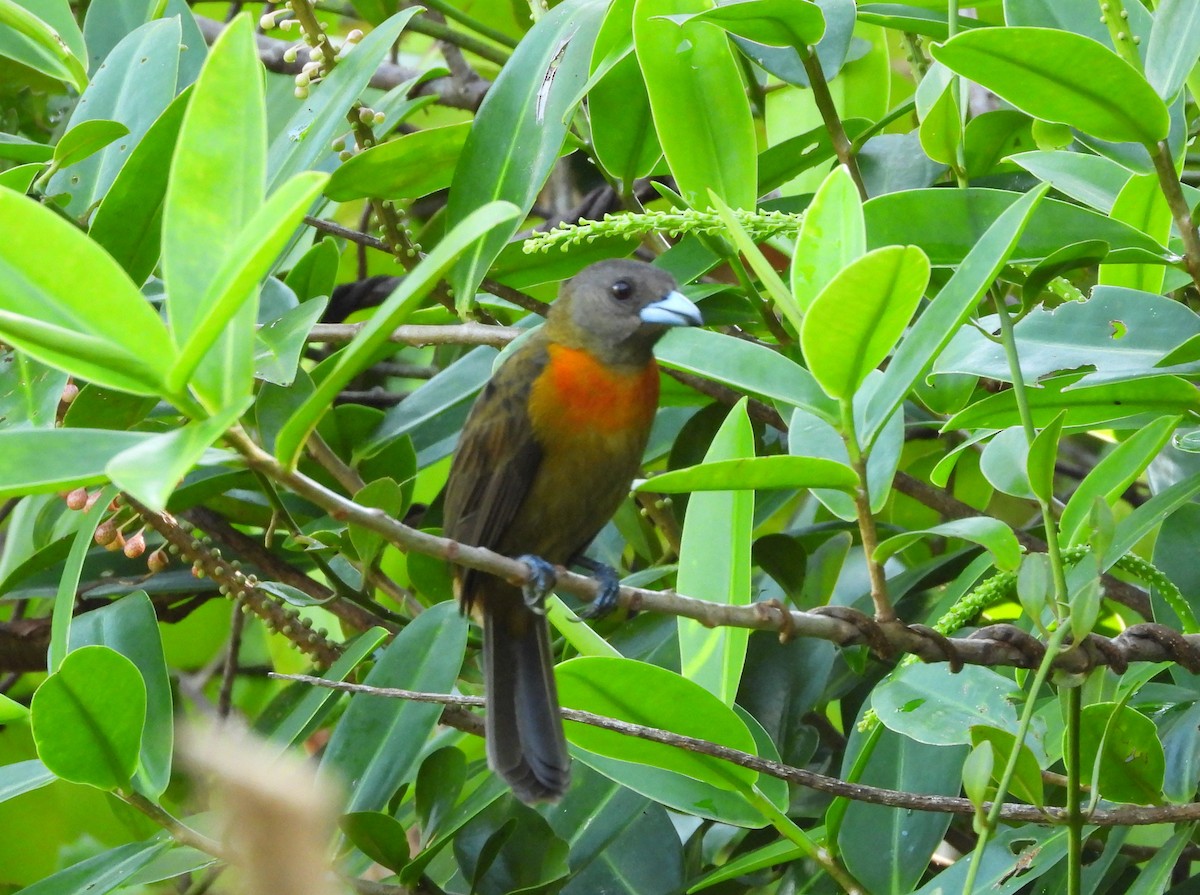 Scarlet-rumped Tanager - ML612374559