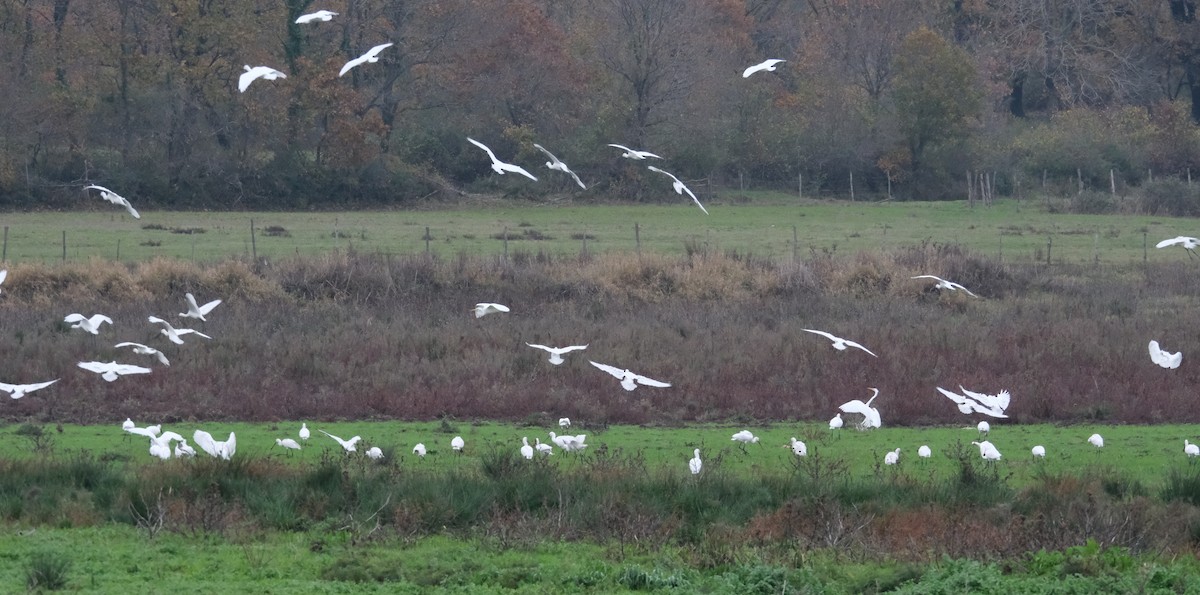 Eurasian Spoonbill - ML612374562