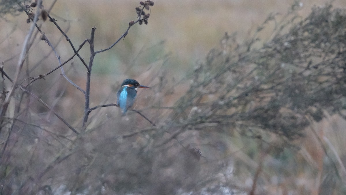 Common Kingfisher - Reyhan Hamdi