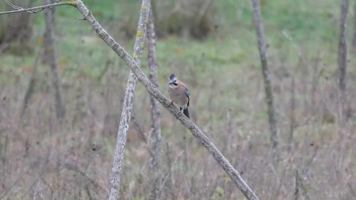 Eurasian Jay - ML612374588