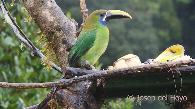 Northern Emerald-Toucanet - ML612374592