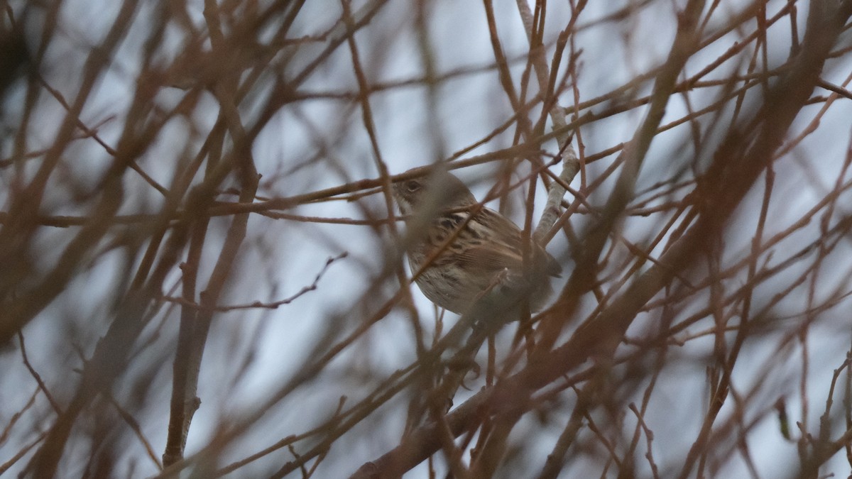 Reed Bunting - ML612374599