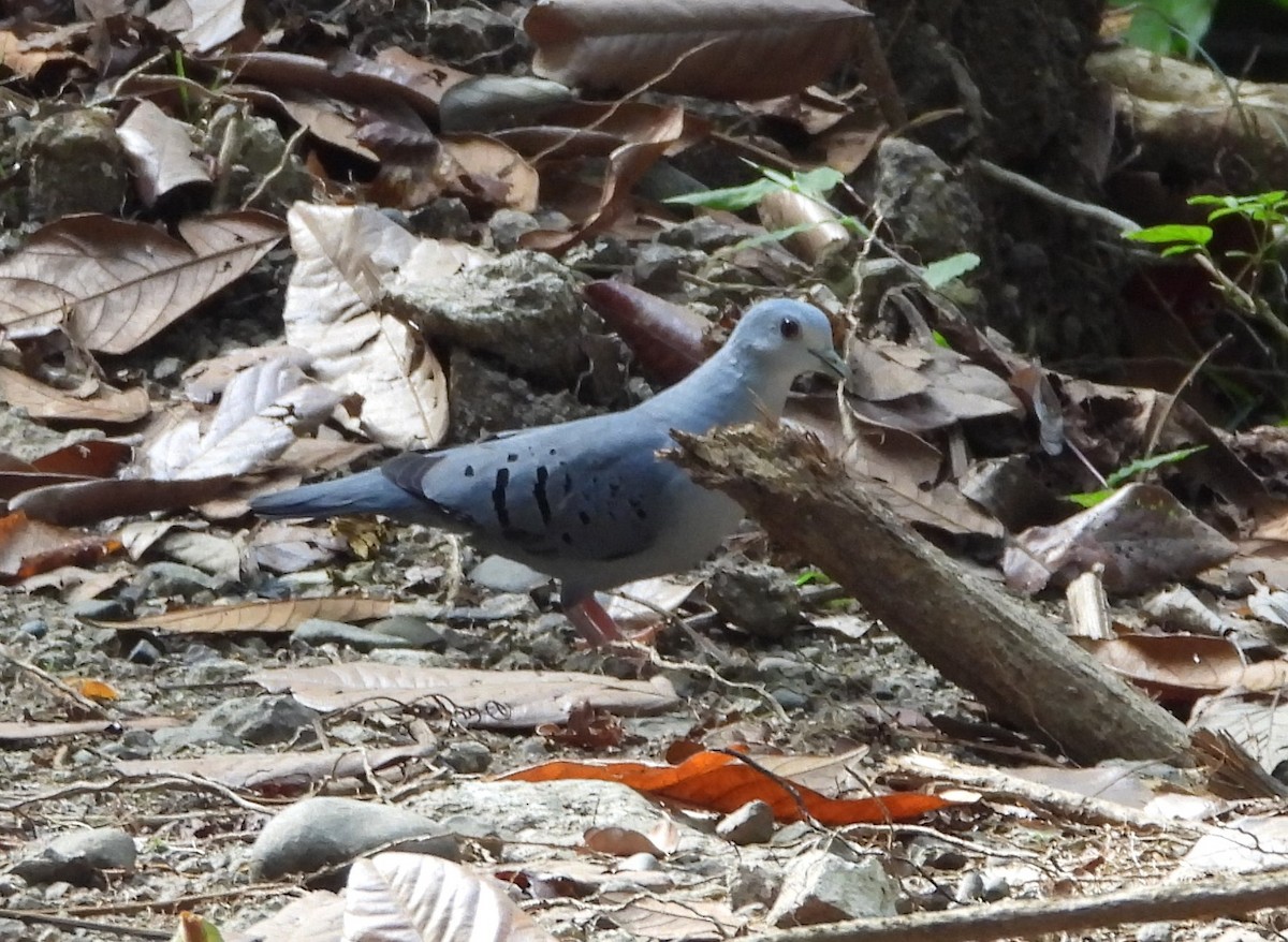 Blue Ground Dove - ML612374703