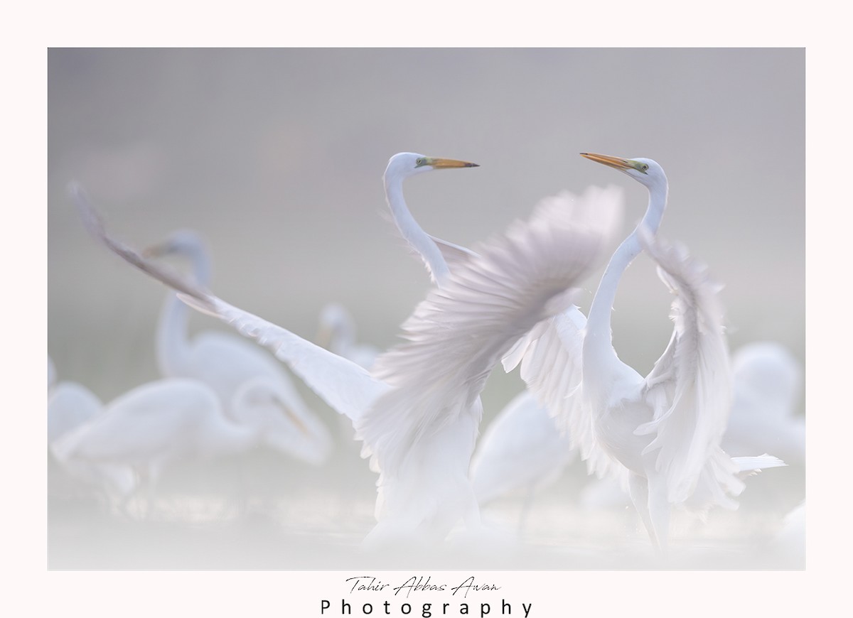 Great Egret - ML612374790