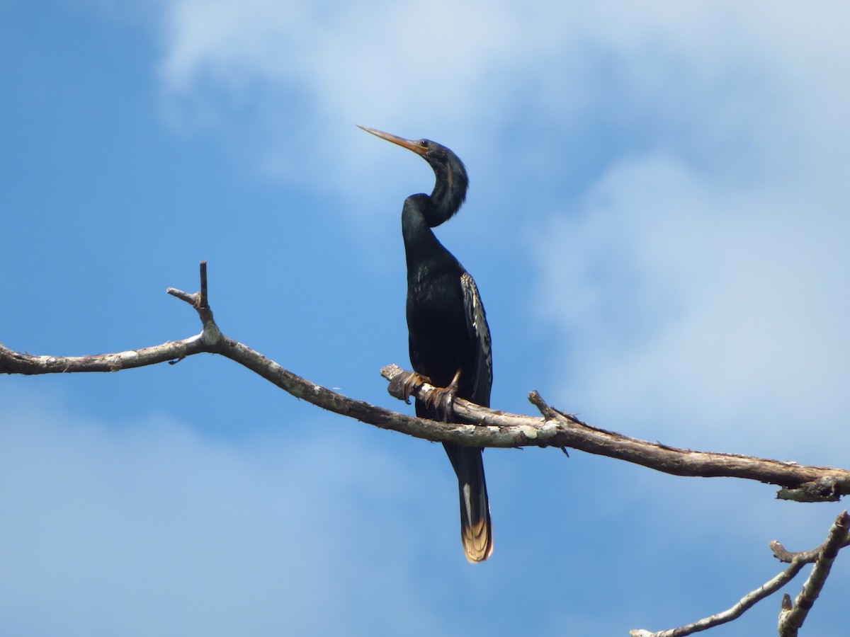 Amerika-Schlangenhalsvogel - ML612374792