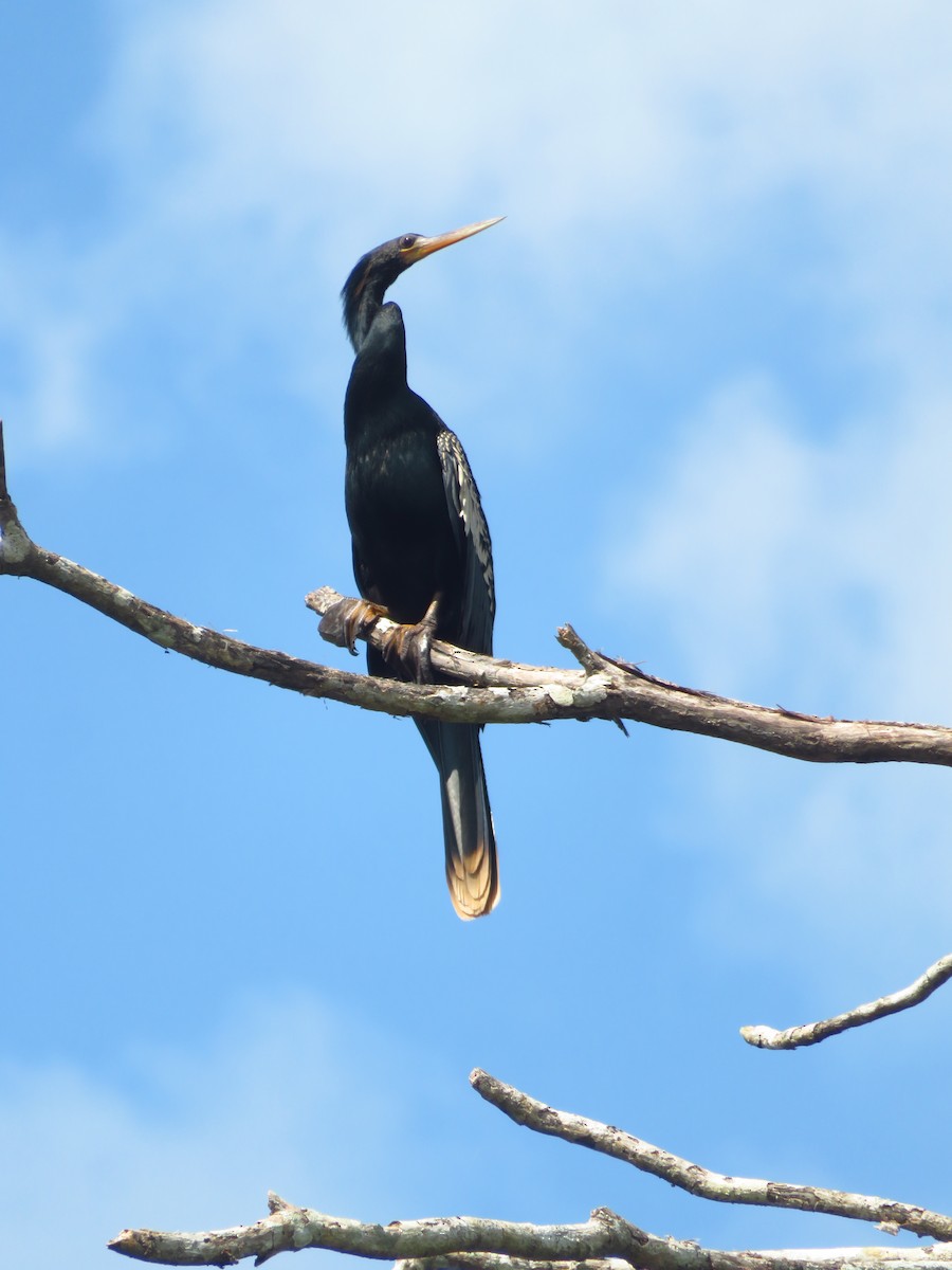 Amerika-Schlangenhalsvogel - ML612374793