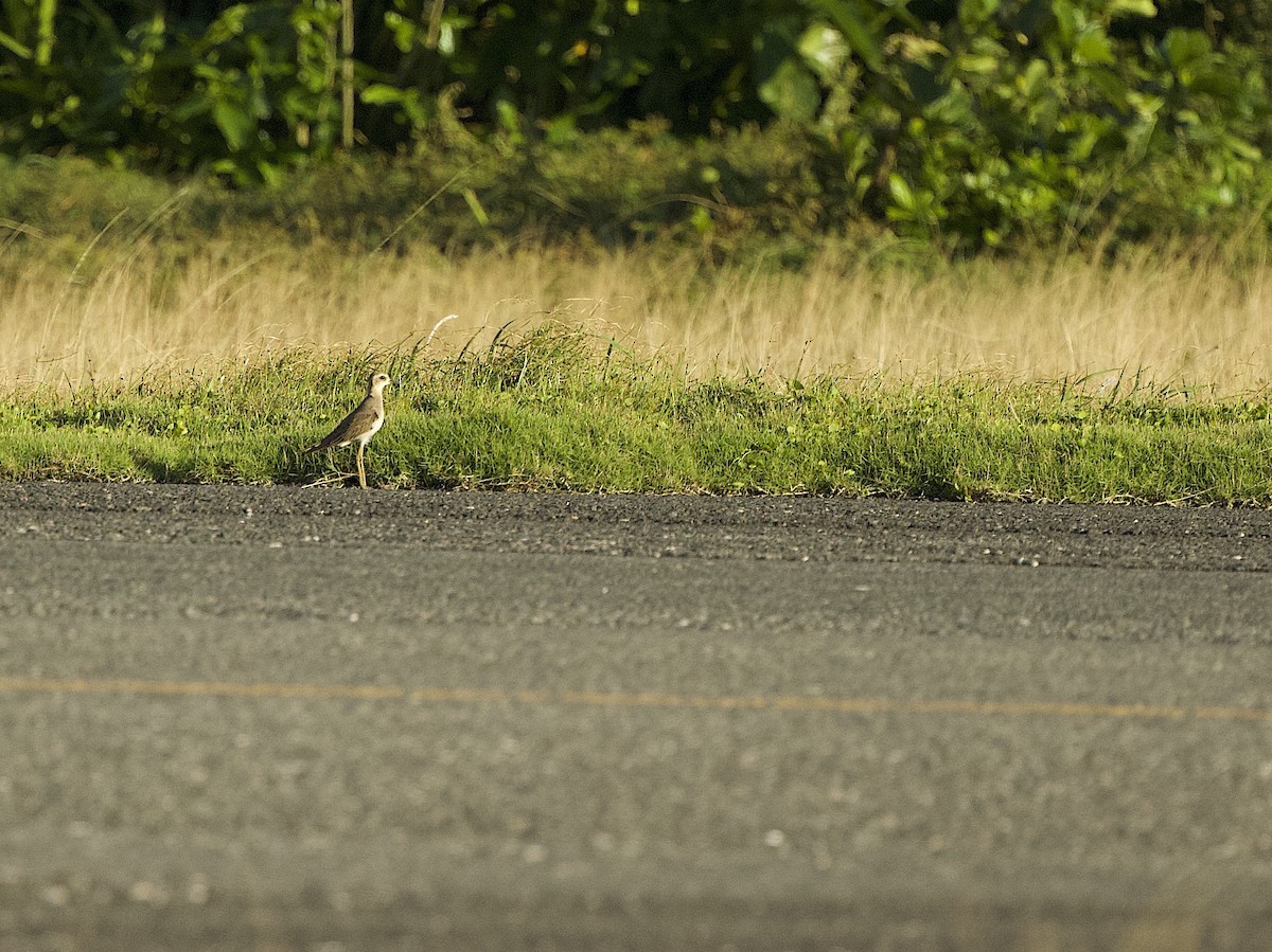 Oriental Plover - ML612374825