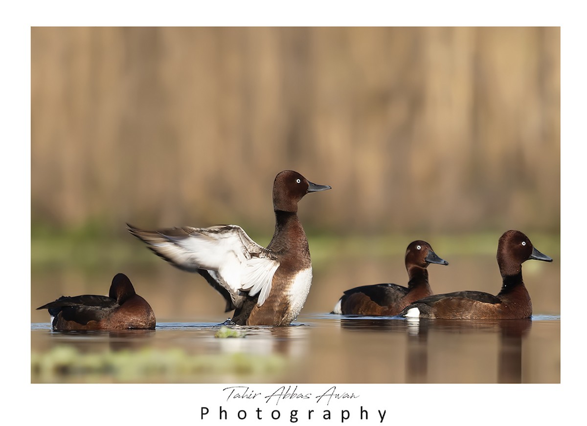 Ferruginous Duck - ML612374833