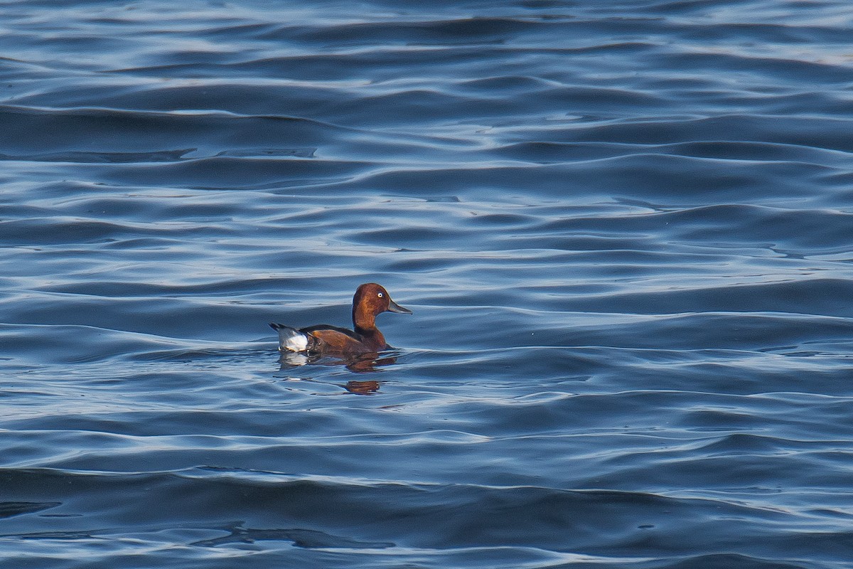 Ferruginous Duck - ML612374848