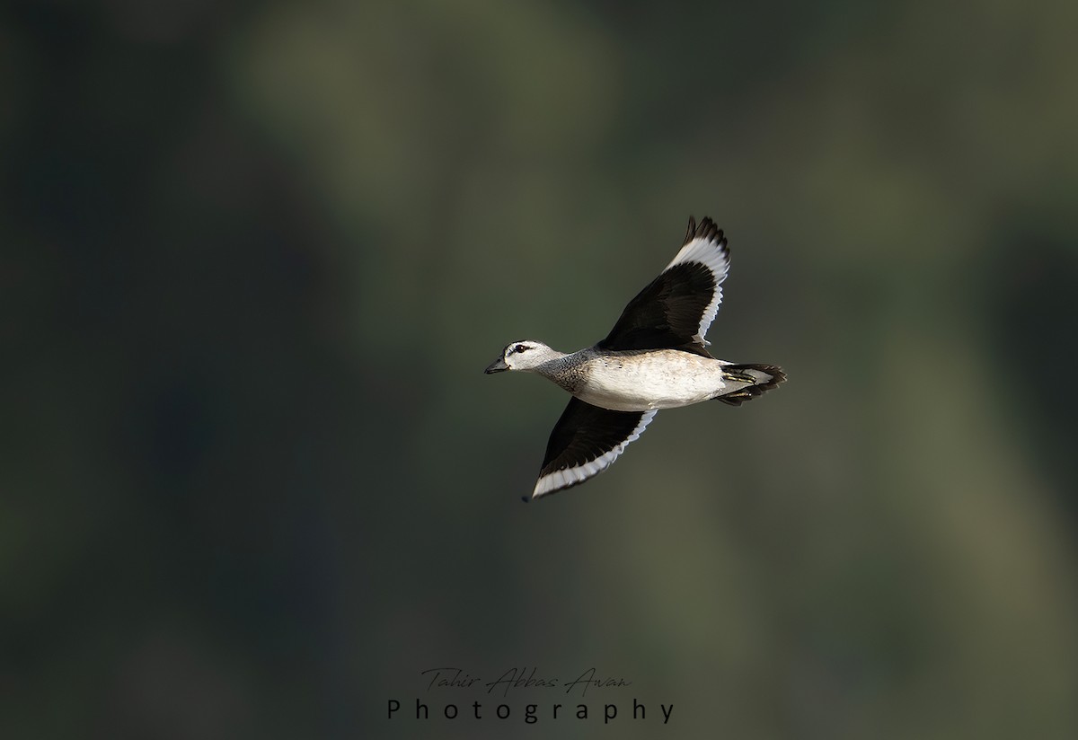 Cotton Pygmy-Goose - ML612374857