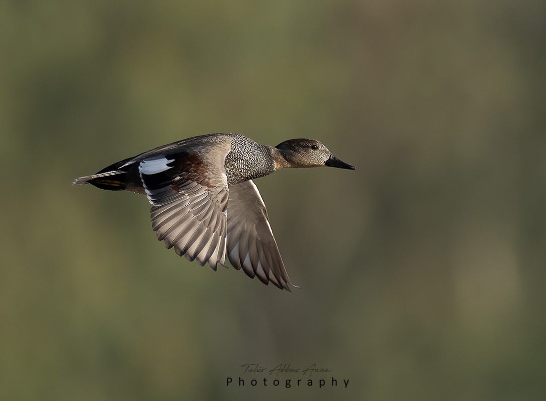 Gadwall - ML612374866