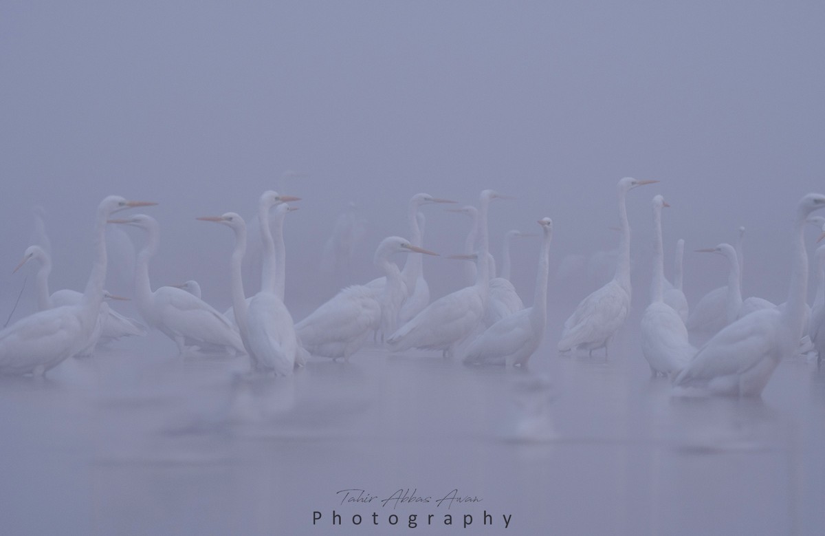 Great Egret - ML612374972