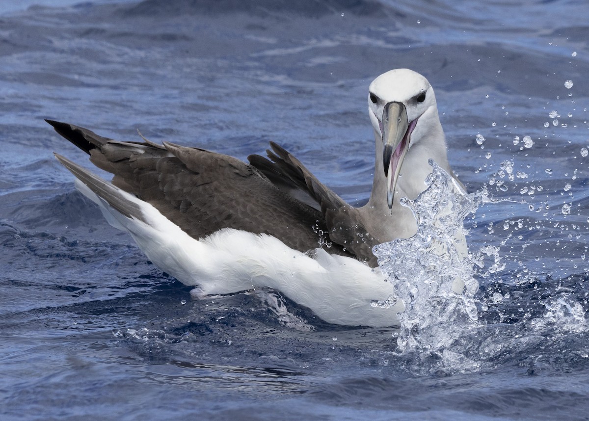 White-capped Albatross - ML612375036