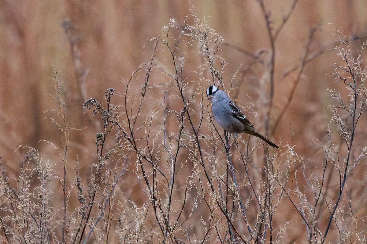 White-crowned Sparrow - ML612375054