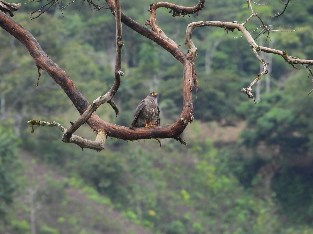 Roadside Hawk - ML612375084