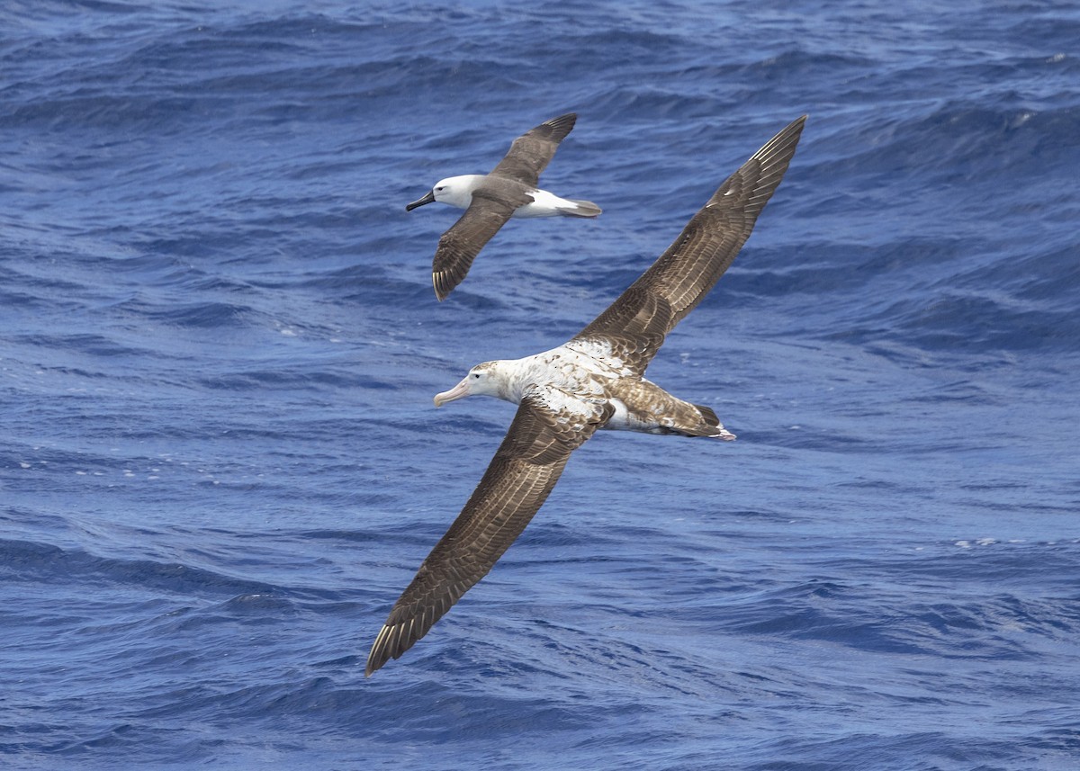 Snowy Albatross - ML612375086