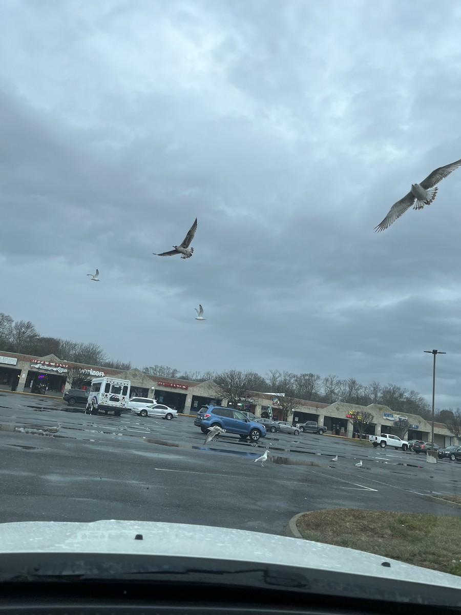 Zafferano - ML612375144