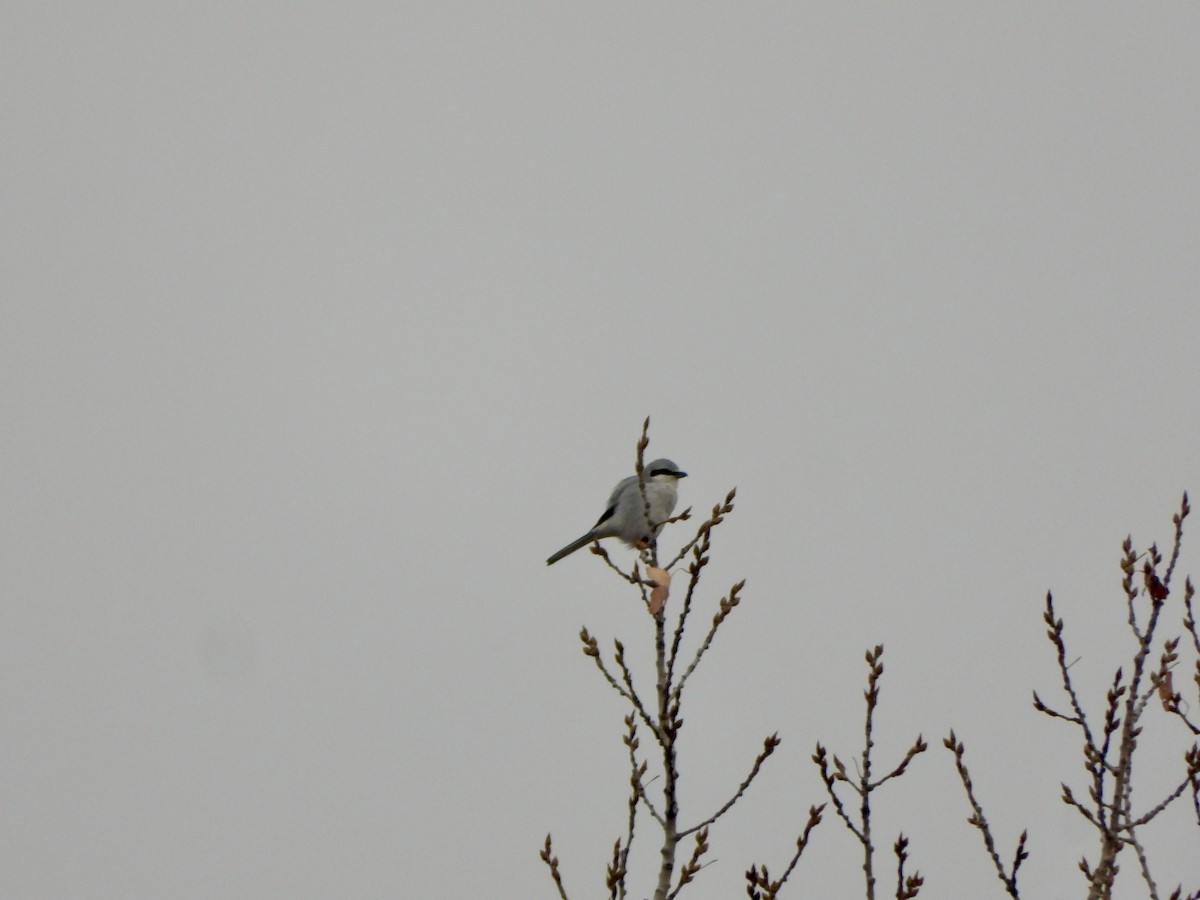 Northern Shrike - ML612375210