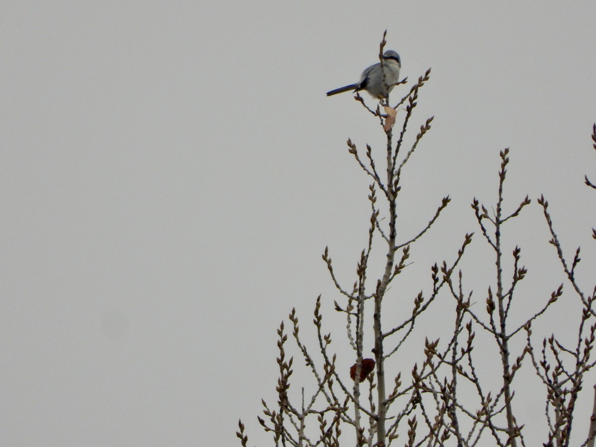 Northern Shrike - ML612375212