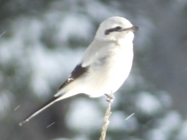 Northern Shrike - ML612375250