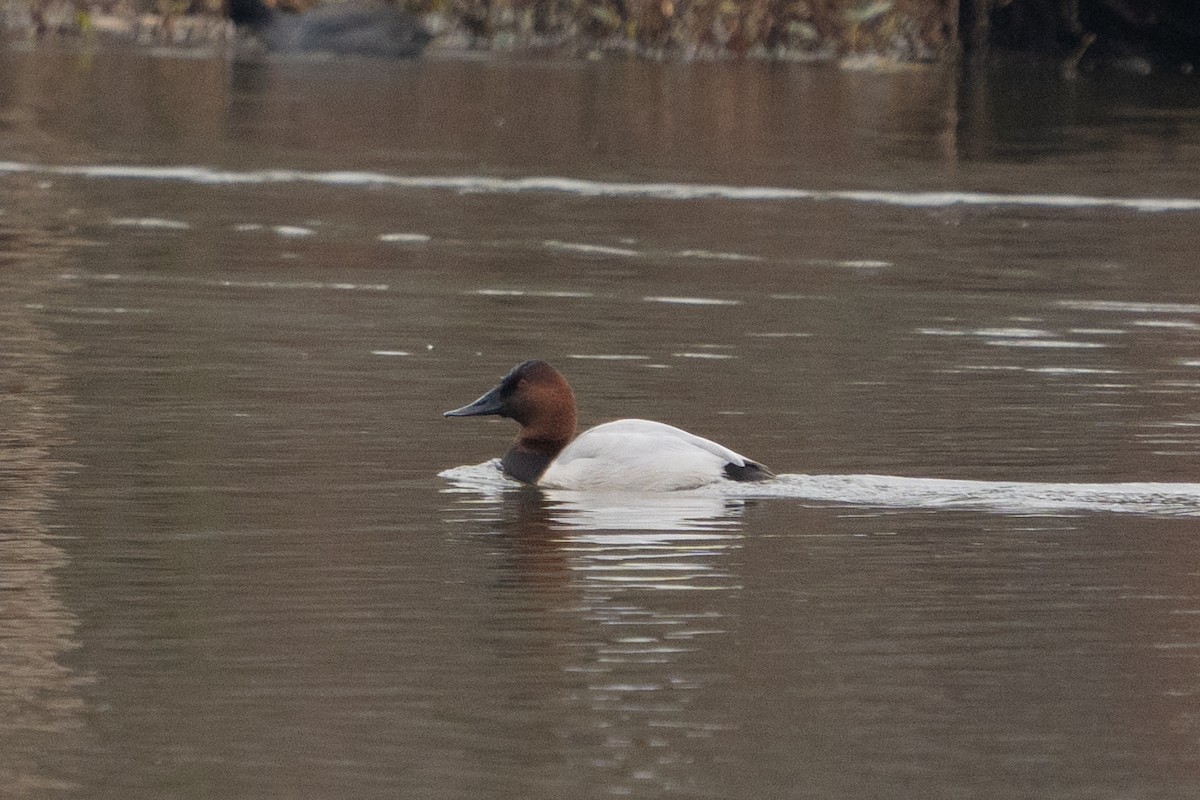 Canvasback - Matthew Crittenden