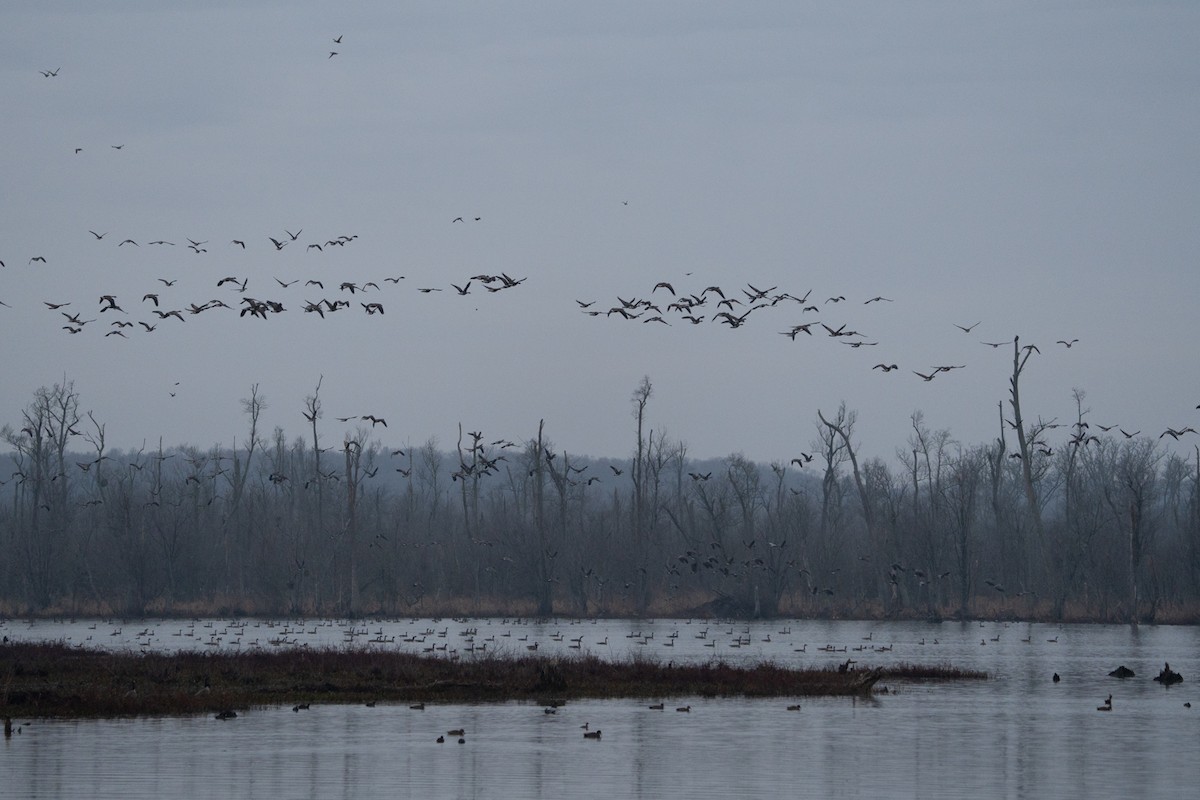 Canada Goose - Matthew Crittenden