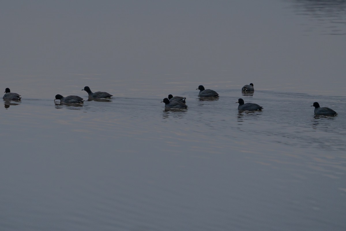 American Coot - Matthew Crittenden