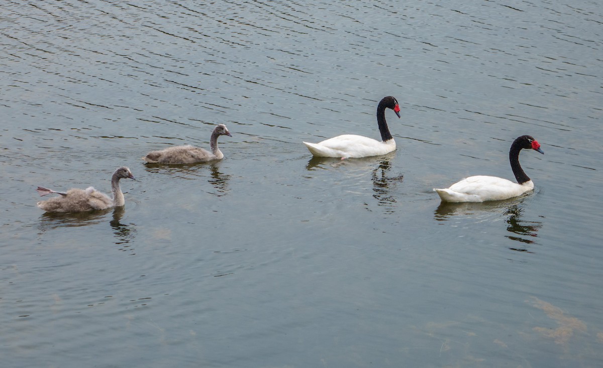 Black-necked Swan - ML612375264