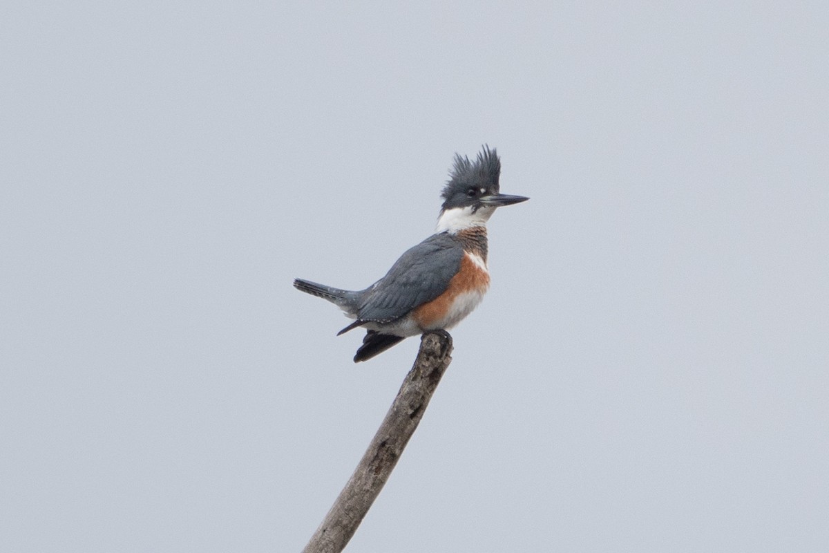 Belted Kingfisher - ML612375268