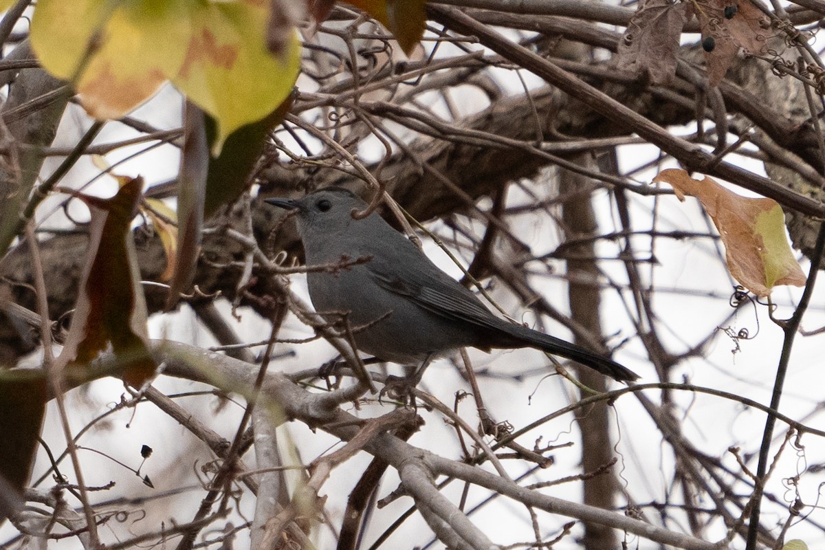 Gray Catbird - Matthew Crittenden