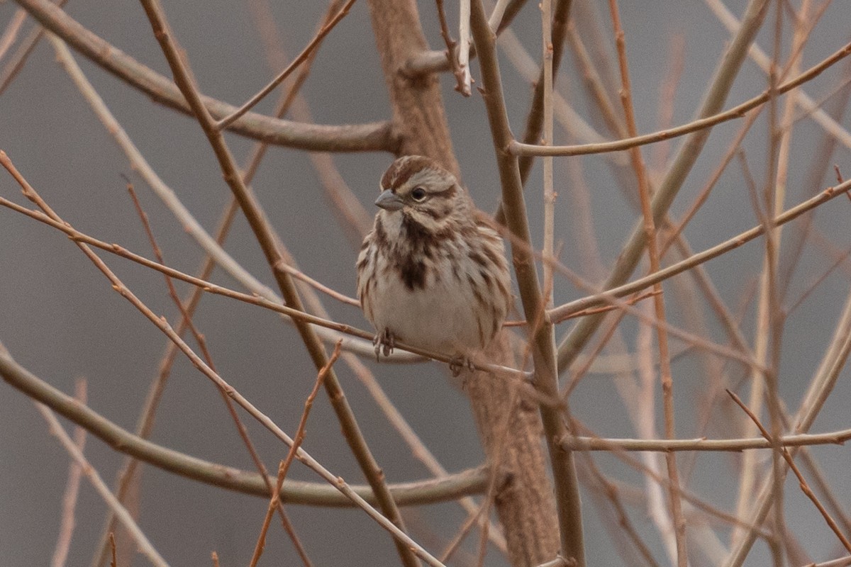 Song Sparrow - Matthew Crittenden