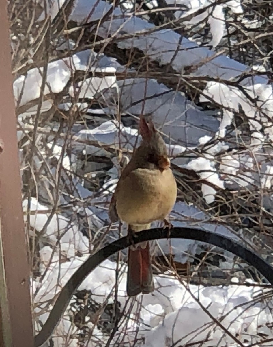 Cardinal pyrrhuloxia - ML612375311