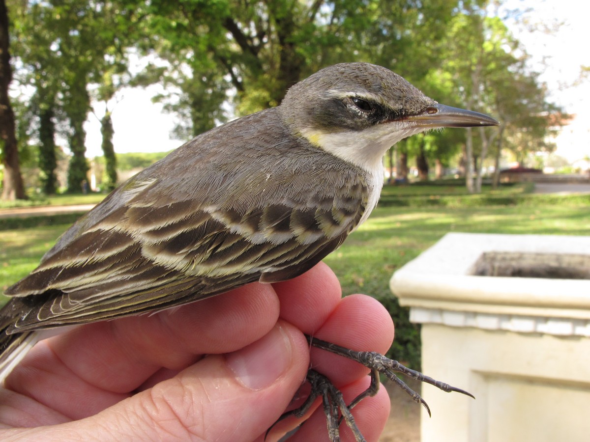 Eastern Yellow Wagtail - ML612375327